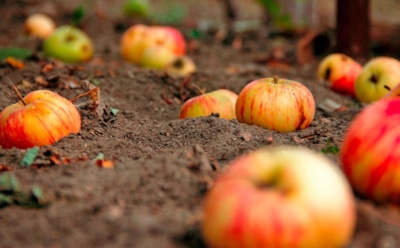 Хитрый способ утилизации: куда девать упавшие фрукты, чтобы сад сказал спасибо