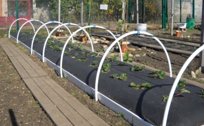 Не спешите с укрытием: из-за этой привычки садоводы теряют половину урожая клубники