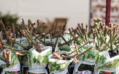 Без земли, но живы: как продлить жизнь саженцам роз до посадки