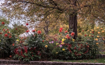 Когда сад вспыхивает снова: растения, которые превращают осень в фейерверк красок