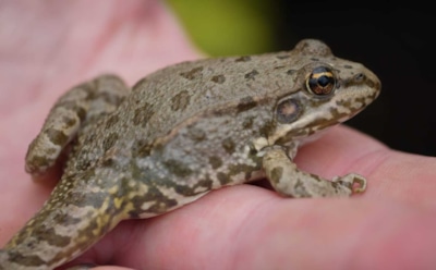 Лягушки не виноваты: кто на самом деле «дарит» людям бородавки — правда без сказок