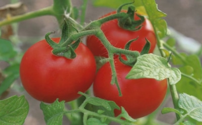 Без рассады и хлопот: хитрый способ вырастить крепкие томаты раньше соседей