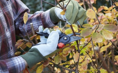 Осенние ошибки садоводов: 5 промахов, из-за которых весной не будет урожая