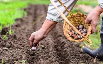 Чеснок не взойдет весной: ошибки осенней посадки, о которых забывают даже опытные