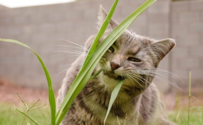 Шерсть, золото и трава: как ученые разгадали один из самых странных кошачьих инстинктов