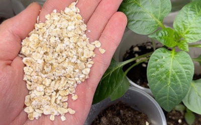 Мыши устроят пир: почему опытные садоводы не сыплют крупы под растения — развенчание популярного мифа