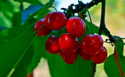 Последний шанс перед снегом: проверенные советы, чтобы вишня и черешня перезимовали без потерь