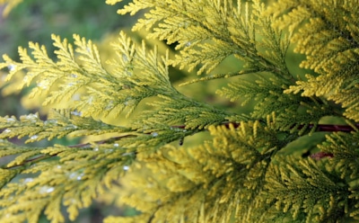 Осенний уход за хвойными: как помочь туе и можжевельнику спокойно перезимовать