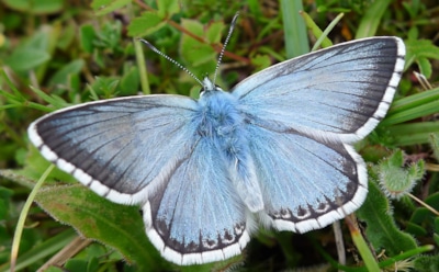 Бабочка-рекордсмен: найдено насекомое с самым сложным генетическим набором в мире