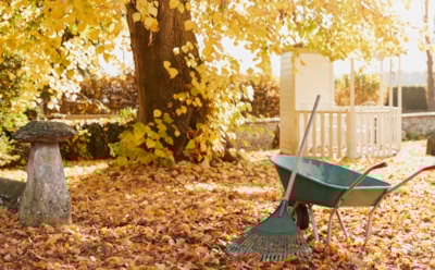 После листопада — самое время: чем опрыскать деревья для профилактики болезней