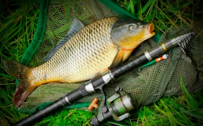 Осенняя охота на карпа: от этой прикормки не уйдет даже осторожный трофей