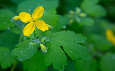 Букет для проволочника: эти цветы помогут справиться с непрошеным гостем