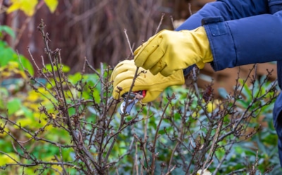 Чикнешь не вовремя — останешься без цветов: ошибки осенней обрезки