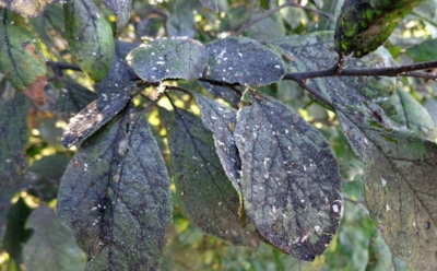 Сад под угрозой: что делать, если ветви покрылись черным налетом