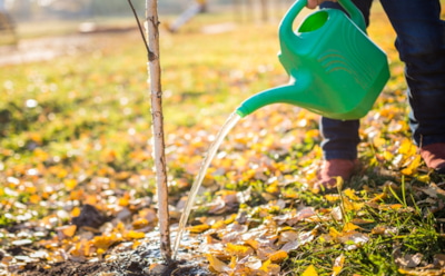Влага против мороза: этот осенний полив поможет деревьям пережить зиму без потерь