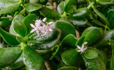 Толстянка, которая приносит удачу: где разместить денежное дерево, чтобы оно зацвело и привлекло достаток