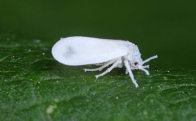 Последний сюрприз для белокрылки: как избавиться от вредителя в теплице раз и навсегда