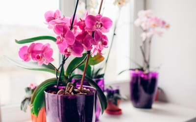 Корни просят свободы — подарите им ее: пересадка орхидеи без стресса