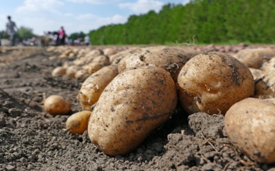 Картошка на зависть соседям: секрет урожая без химии и лишних затрат раскрыт