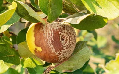 Осень — время битвы с гнилью: что нужно сделать, чтобы яблоня не погибла зимой