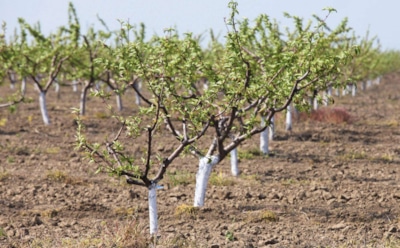 Саженцы не замерзнут: проверенные советы по осенней посадке