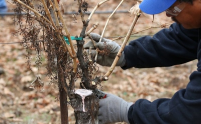 Три приема мастеров: схемы обрезки, которые делают лозу выносливой и урожайной