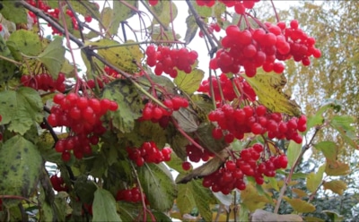 Посади калину однажды — и радуйся каждый год: простые правила для начинающих садоводов