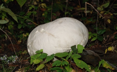 Осенний деликатес из леса: как правильно сушить дождевики на зиму