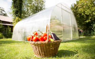Осень — время обновления: простые добавки, которые оживят почву в теплице к новому сезону
