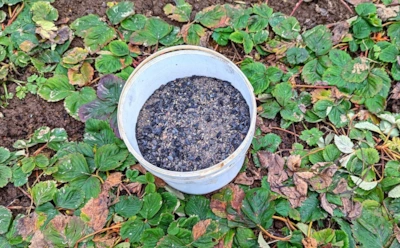 Сейчас или никогда: осенние подкормки, которые решают судьбу клубники