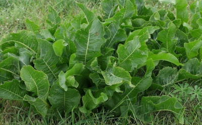 Хреновая сила на страже огорода: простой способ укрепить растения и отпугнуть вредителей