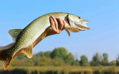 Щука осенью стала хитрее: какие летние приемы больше не работают