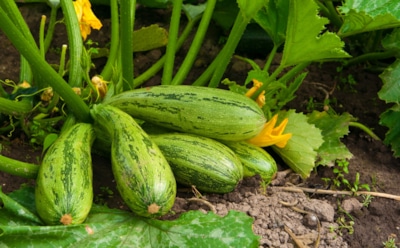 До снега и морозов: продлите сезон кабачков на максимум