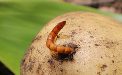 Картошка цела, а грядки чистые: проверенная стратегия против проволочника