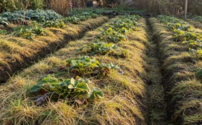 Забудьте про химикаты: теплые грядки — вот ключ к ранним и богатым посадкам