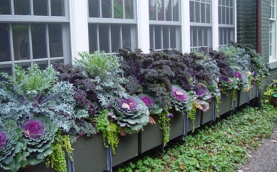 Заключительные штрихи для цветника: что посадить осенью, чтобы получить яркие клумбы весной