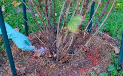 Смородиновый фен-шуй: проверенные осенние шаги к мощному и здоровому кусту в новом сезоне