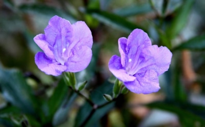 Тропическая красота на вашем подоконнике: секреты ухода за руэллией