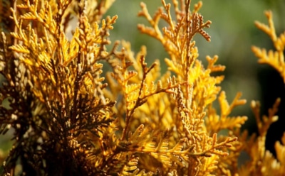 Не спешите паниковать: разбираемся в причинах осеннего пожелтения хвойных деревьев