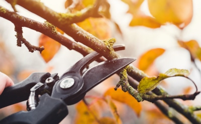 Секатор прочь от осеннего сада: не трогайте эти растения, если не хотите беды