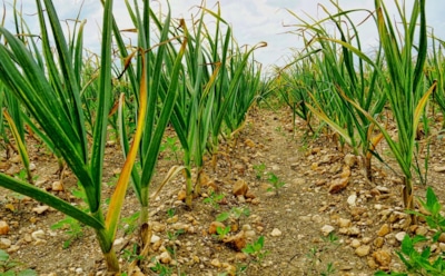 Осенью чеснок посадил — весной много зубчиков получил: секреты подзимнего сева