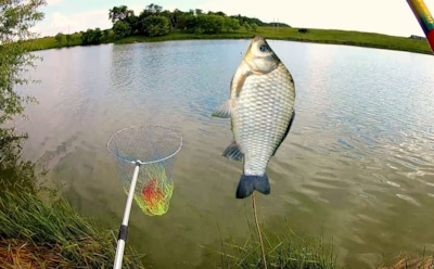 Что взять на рыбалку, чтобы улов оказался удачным: 3 секретных приманки на карася