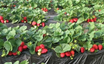 Клубничные хлопоты октября: как среди осени обеспечить урожай ягод нового сезона