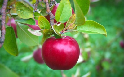 Спасти урожай яблок от грибка — реально: пошаговая инструкция по борьбе