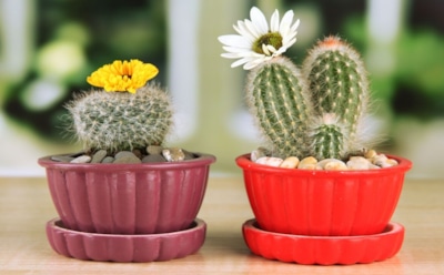 Зима для колючих друзей: что важно знать, чтобы кактусы пережили холодный сезон