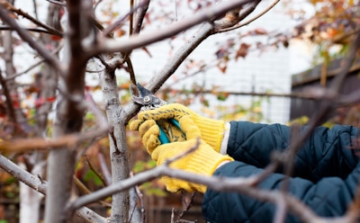 Осенью вишня просит заботы: как подготовить дерево к зиме и сохранить урожай
