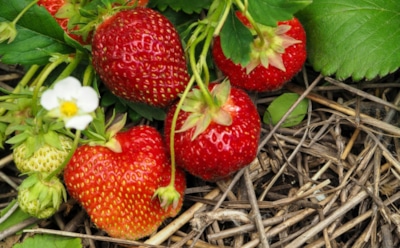 Как подготовить клубнику к зиме: главные ошибки дачников, которые губят урожай