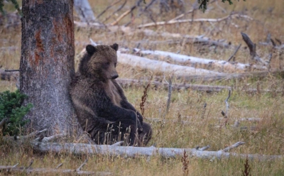Сосна вместо почты: зачем медведи трутся о кору деревьев