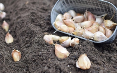 Броня для грядки: как защитить озимый чеснок в условиях суровой зимы