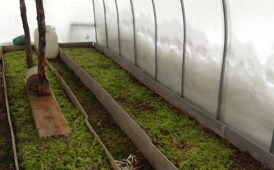 Как избавиться от мха в теплице: эффективные методы борьбы и восстановления почвы